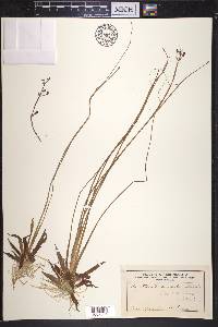 Sagittaria cuneata image