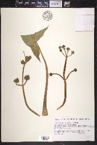 Sagittaria montevidensis image