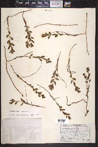 Geocaulon lividum image
