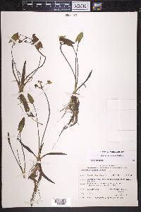 Sagittaria cuneata image