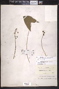 Sagittaria platyphylla image