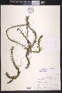 Egeria densa image