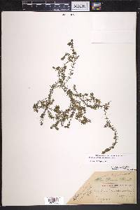 Elodea nuttallii image