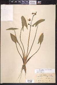 Sagittaria cuneata image