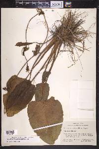Echinodorus cordifolius image