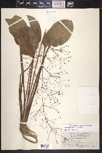 Alisma subcordatum image