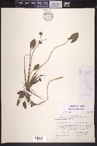 Sagittaria cuneata image