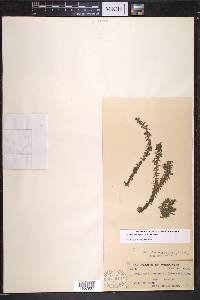 Elodea canadensis image