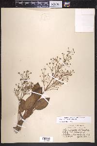 Alisma subcordatum image