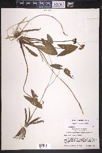 Sagittaria cuneata image