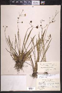 Sagittaria graminea image