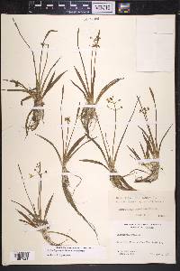 Sagittaria graminea image