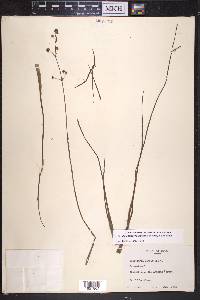 Sagittaria longiloba image