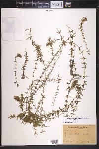 Elodea canadensis image