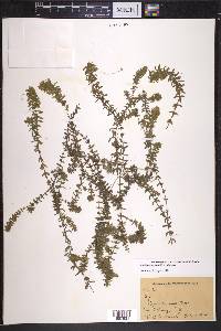 Elodea canadensis image