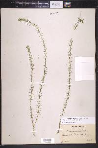 Elodea nuttallii image