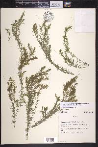 Elodea nuttallii image