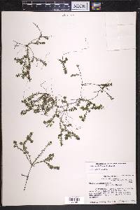 Elodea nuttallii image