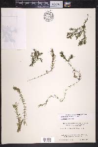 Elodea nuttallii image