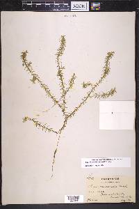 Elodea nuttallii image