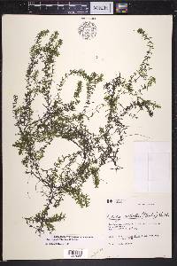 Elodea nuttallii image