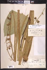 Sagittaria lancifolia image