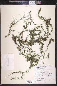 Elodea canadensis image