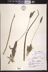 Sagittaria cuneata image