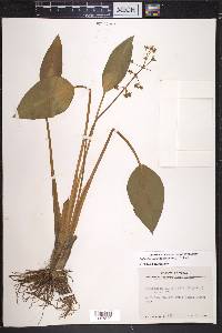 Sagittaria platyphylla image