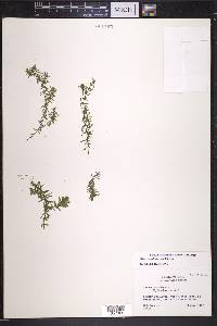 Elodea canadensis image
