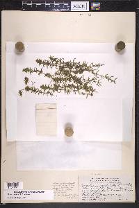 Elodea canadensis image