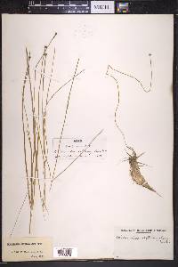Eriocaulon septangulare image