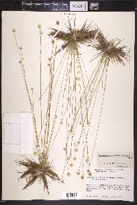Syngonanthus flavidulus image