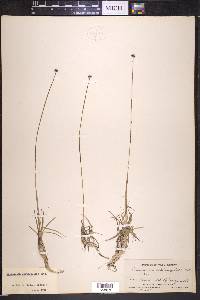 Eriocaulon septangulare image