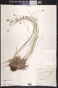 Lachnocaulon glabrum image