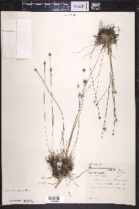 Lachnocaulon glabrum image