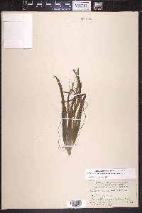 Vallisneria americana image