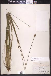 Xyris jupicai image