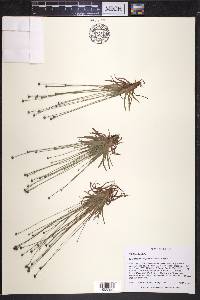 Lachnocaulon engleri image