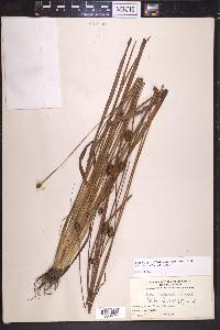 Xyris jupicai image