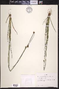 Xyris jupicai image