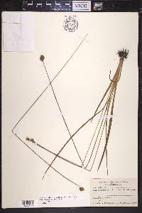 Xyris jupicai image