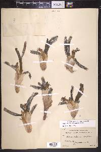 Thalassia testudinum image