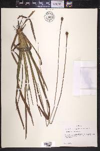 Xyris serotina image