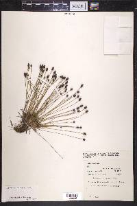 Lachnocaulon engleri image