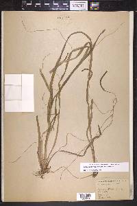 Vallisneria americana image