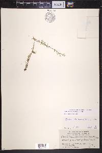 Elodea nuttallii image