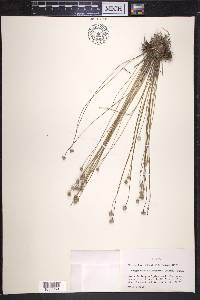 Syngonanthus flavidulus image
