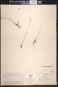 Eriocaulon septangulare image