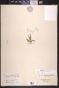 Vallisneria americana image